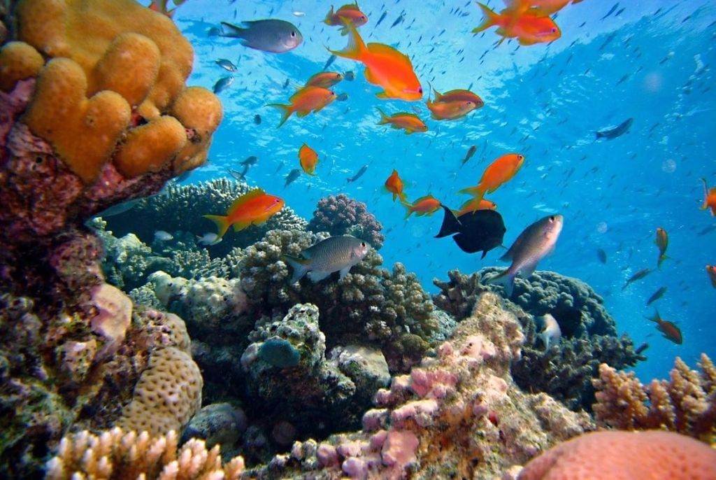 Branqueamento e mortalidade em massa de recifes de coral vêm sendo detectados desde os anos 1990. Crédito: Domínio Público/Rawpixel