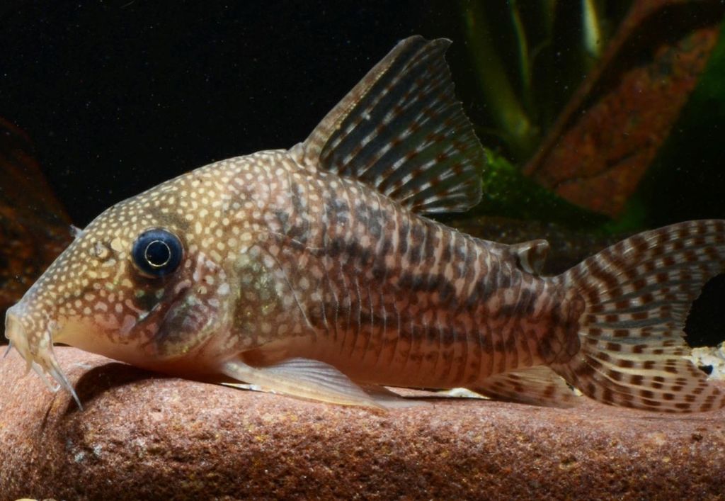 Hoplisoma noxium, uma das espécies de cascudinhos descrita em novo estudo Hoplisoma noxium, uma das espécies de cascudinhos descrita em novo estudo