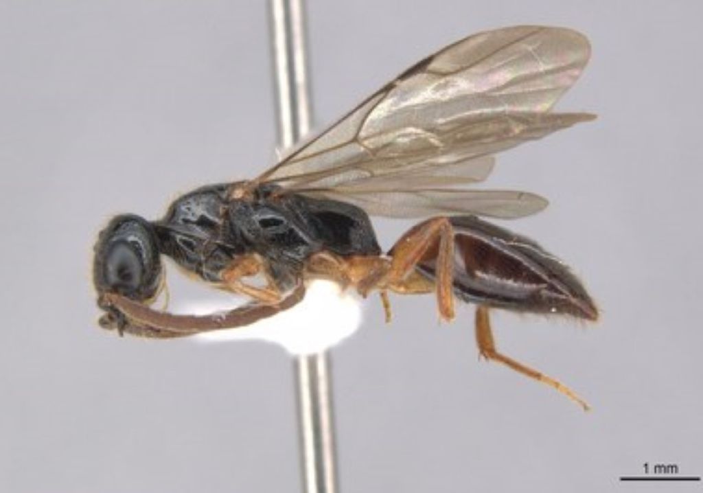 Pesquisadores do Inpa anunciaram a descrição de 33 novas espécies de vespas da família Bethylidae. Foto: Leonardo Gomes/ Acervo Pessoal ... - Veja mais em https://portalamazonia.com/meio-ambiente/especies-de-vespas-na-amazonia/