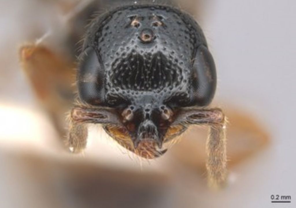 cada uma tem traços únicos, e na Amazônia, as espécies apresentam características que não aparecem em outras regiões.