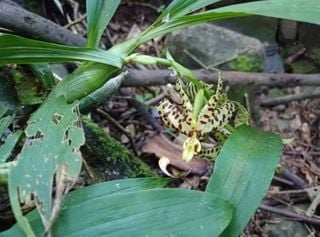 Pesquisadores encontram pela primeira vez orquídea rara 'Pescoço de Cisne' em MG; veja