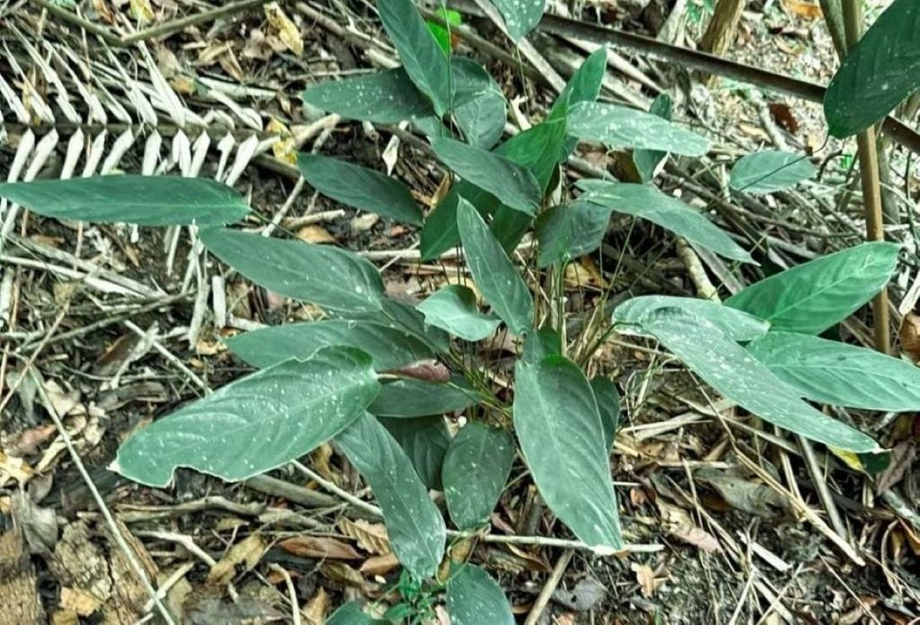 Espécie Ctenanthe brevibractea (Caeté vermelho), uma das plantas descobertas na Reserva Natural Vale — Foto: Sarah Johnson Espécie Ctenanthe brevibractea (Caeté vermelho), uma das plantas descobertas na Reserva Natural Vale — Foto: Sarah Johnson