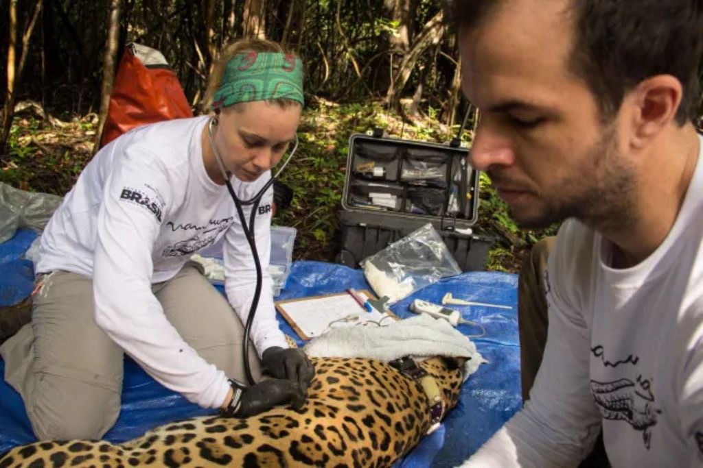 Pesquisadores de onças-pintadas em Mamirauá