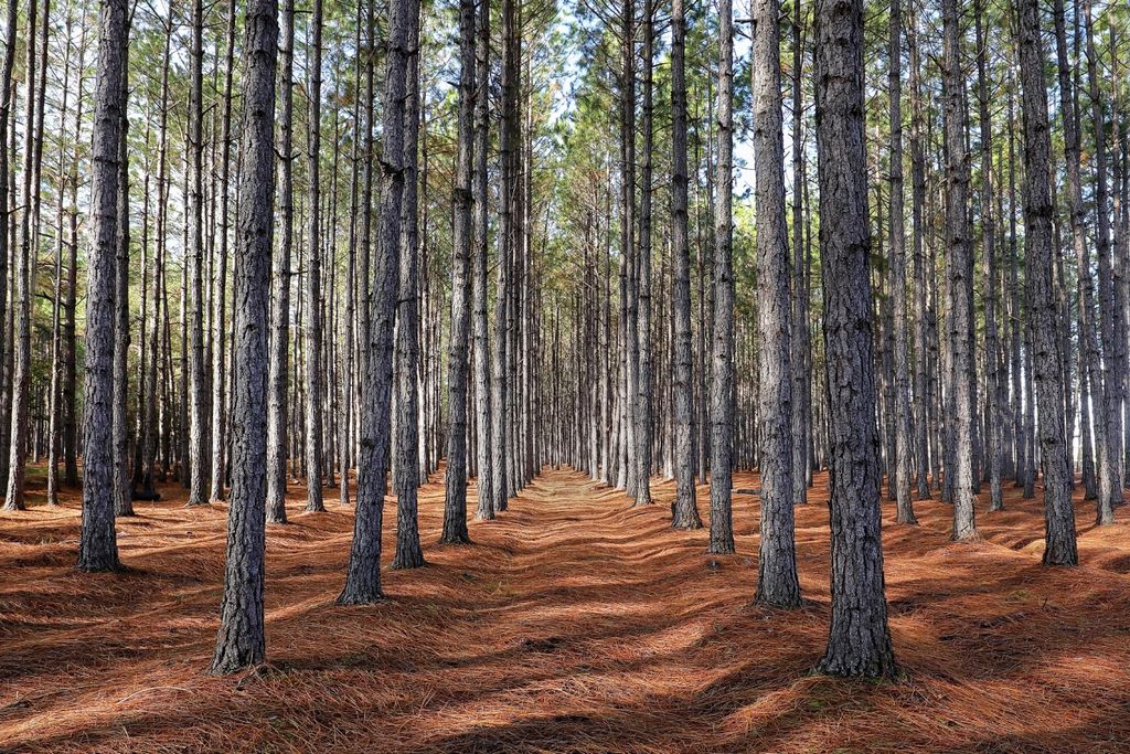 Satélite, Lidar, UAV, monitoramento