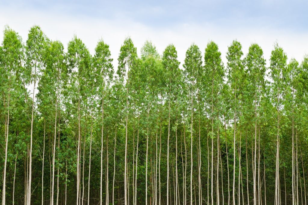 Eucalipto, Brasil, árvores