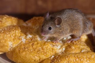 Pest control trickery: scientists fool mice into not eating crops