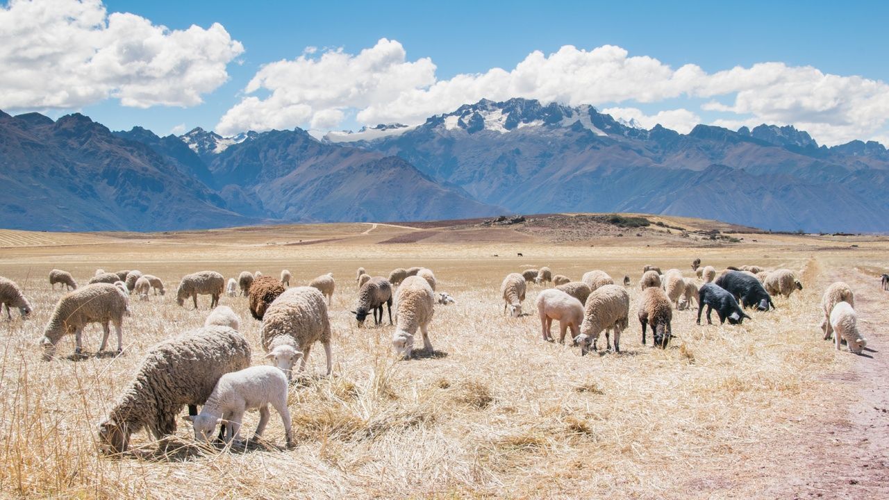 Grupo de ovejas pastando en un llano, imagen para ilustración. PXHERE.com CC0 dominio público