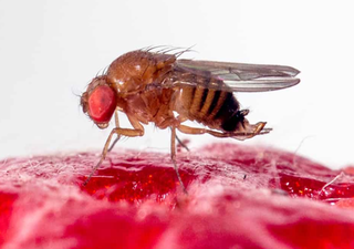 Los científicos desarrollan un pesticida pegajoso para combatir las plagas de insectos