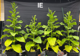 Unos investigadores han encontrado pesticidas naturales generados por algunas plantas: sus impactos atmosféricos