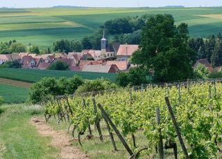 Pesticides : une grande étude française confirme la surexposition des riverains de zones viticoles