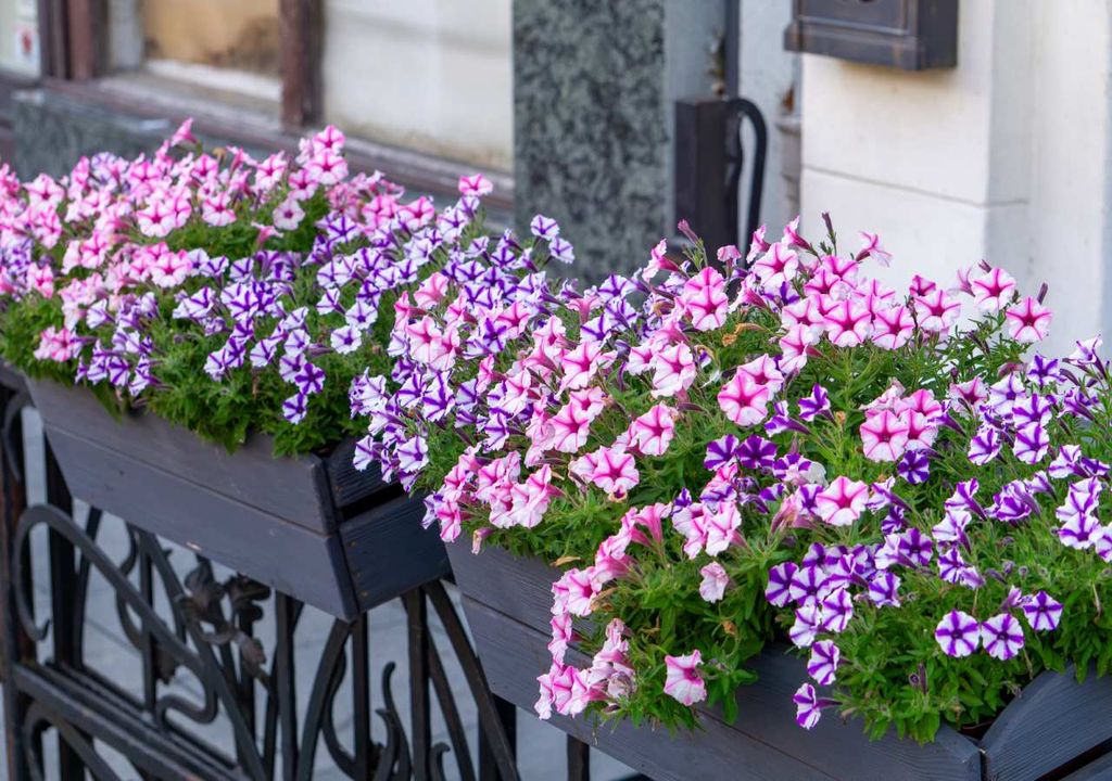 Petúnias coloridas a prosperar sob o sol mediterrânico, destacando a sua resistência e floração abundante em Portugal.