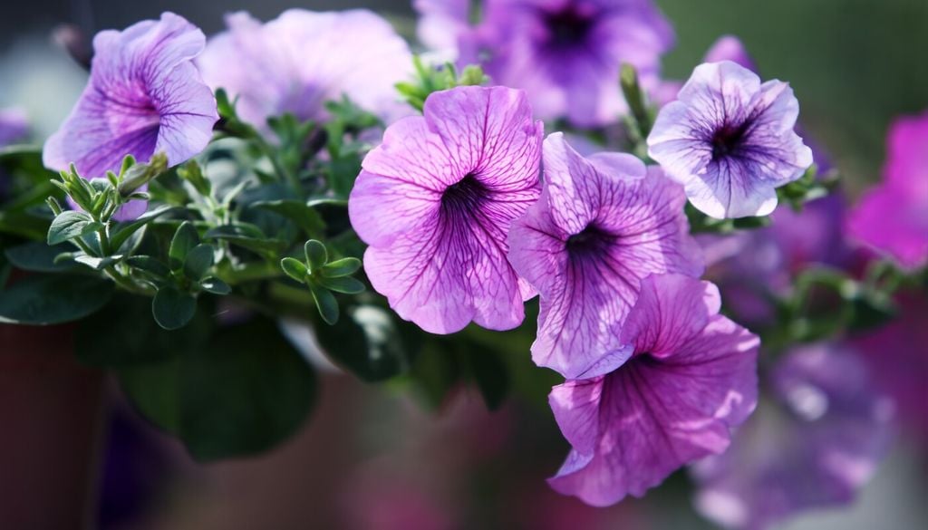 Retirar las flores marchitas mejora el aspecto de las petunias y evita que la planta invierta recursos en formar semillas.