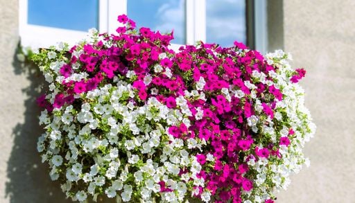 Petunie e surfinie: la scelta giusta per creare cascate di fiori colorati e profumati