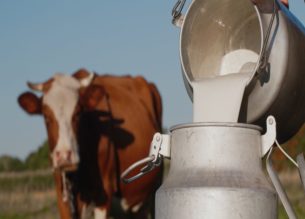 Le lait bio traverse une crise silencieuse mais profonde en France. Le lait bio traverse une crise silencieuse mais profonde en France.