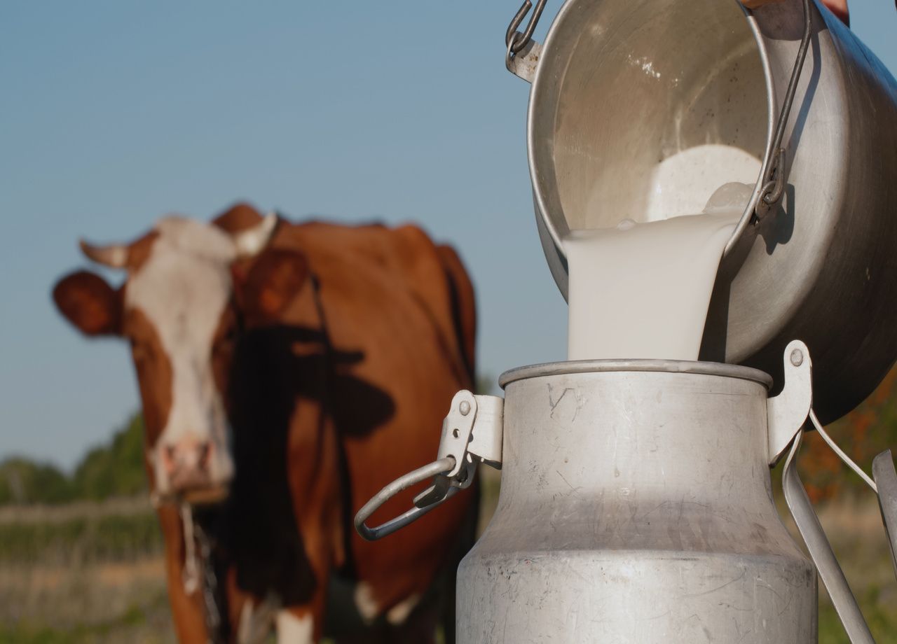Le lait bio traverse une crise silencieuse mais profonde en France.