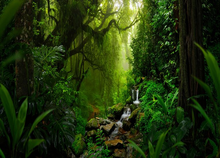Peut-on inverser la destruction des forêts tropicales dans le monde ?