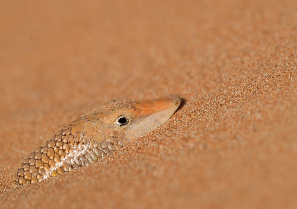 Der Sandfisch, auch Wüstenfisch oder Wüsteneidechse genannt, schwimmt unter dem Wüstensand, als ob er aus Wasser bestünde.