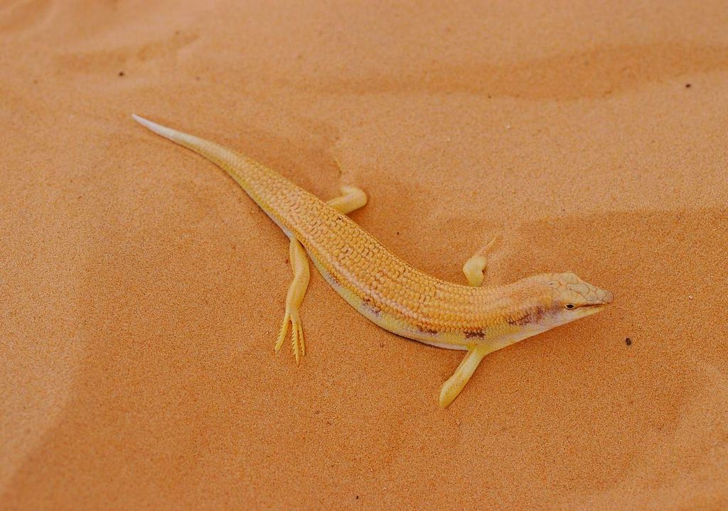 Conoce el sorprendente ‘pez de las arenas’: bucea bajo las grandes dunas del desierto... sin agua Pez-del-desierto-nada-entre-la-arena-1709720071777_1024