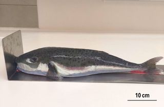 El registro más septentrional del invasor pez globo tóxico en el Mediterráneo genera alarma en el turismo y en la pesca