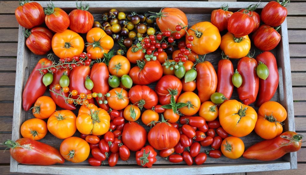 Das Tauschen von Tomatensamen ist besonders beliebt