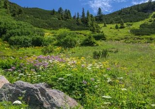 Pflanzenwandel: Warum sich Pflanzen auf Berggipfeln am schnellsten durch den Klimawandel ver&auml;ndern