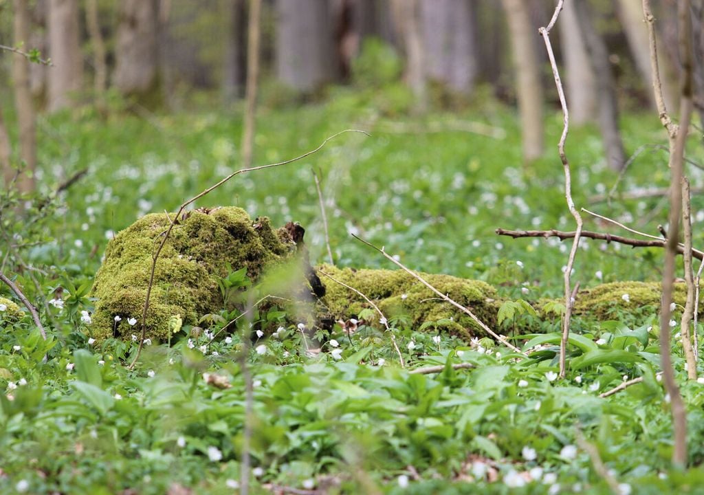 In allen Ökosystemen hinkte der Wandel der Pflanzengemeinschaften dem Wandel der lokalen Temperatur hinterher. Diese Verzögerung (Klimaschuld) war am höchsten bei Waldpflanzen unterhalb des Kronendachs. In allen Ökosystemen hinkte der Wandel der Pflanzengemeinschaften dem Wandel der lokalen Temperatur hinterher. Diese Verzögerung (Klimaschuld) war am höchsten bei Waldpflanzen unterhalb des Kronendachs. Bild: Stefan Bernhardt/iDiv