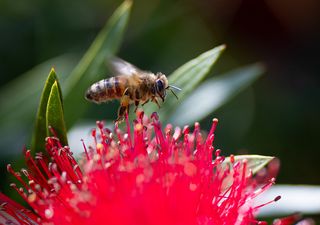 Une abeille australienne redécouverte après 100 ans de disparition