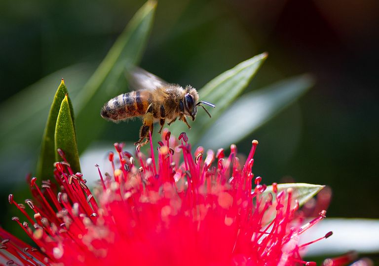 Abeilles australiennes Abeilles australiennes