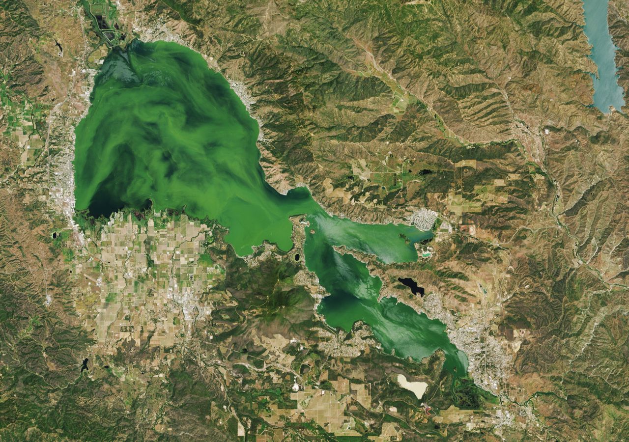Phytoplankton im Clear Lake, Kalifornien, 15. Mai 2024. Bild: NASA Earth Observatory/Wanmei Liang