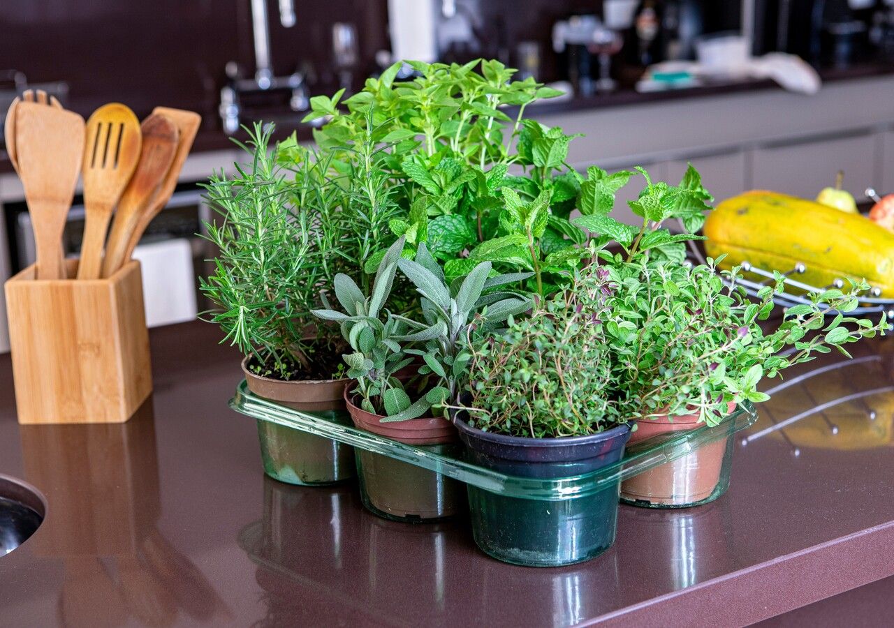 Piante aromatiche in cucina tutto l'anno: scopri come
