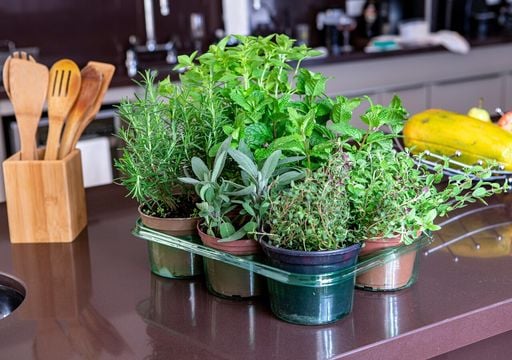 Piante aromatiche d&rsquo;inverno: quali coltivare e quali conservare per insaporire i piatti nella stagione pi&ugrave; fredda