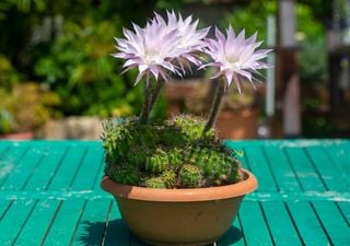 Piante grasse in fiore: quali scegliere e come favorire questo spettacolo a casa