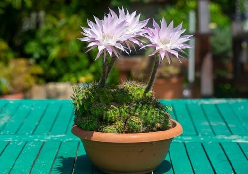 Piante grasse in fiore: quali scegliere e come favorire questo spettacolo a casa