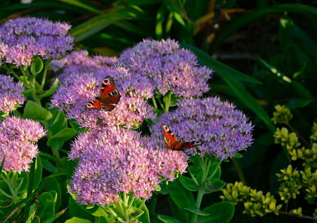 Sedum spectabile