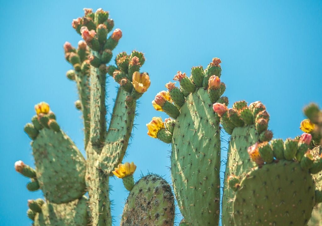 Anche in natura fioriscono, portando colore e vita nelle zone aride in cui vivono