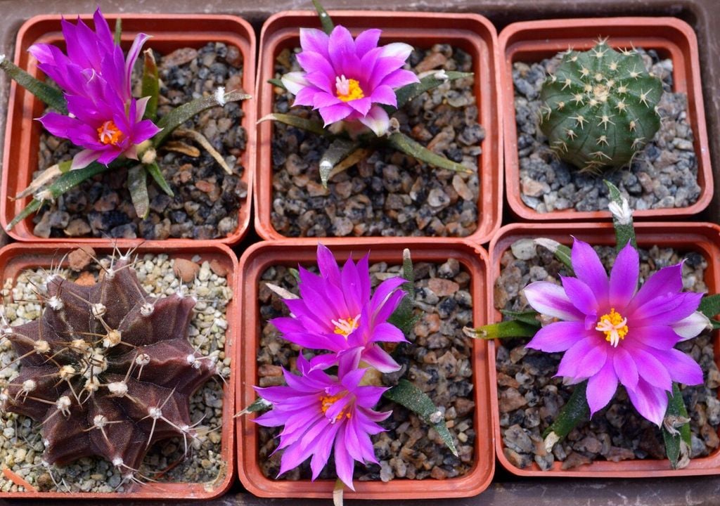 Ariocarpus agavoides