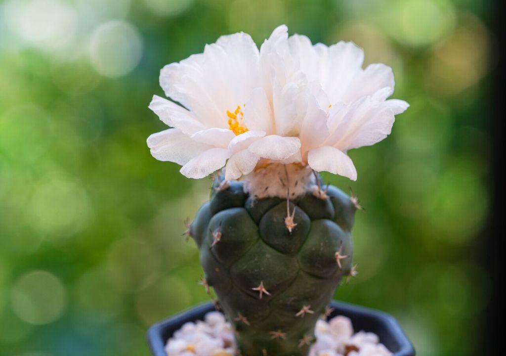 Lophophora williamsii