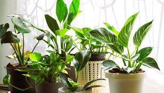 Piante verdi da interno: 10 regole per mantenerle sane e rigogliose durante l'estate