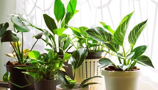 Piante verdi da interno: 10 regole per mantenerle sane e rigogliose durante l'estate