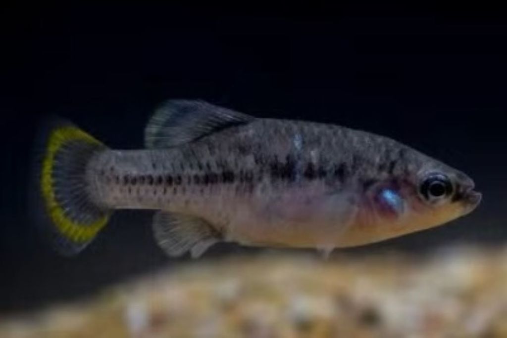 Biólogos logran reintroducir al picote tequila a su hábitat natural. Foto tomada de video.