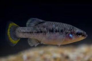 Picote tequila: el pez endémico de Jalisco que lucha contra la extinción