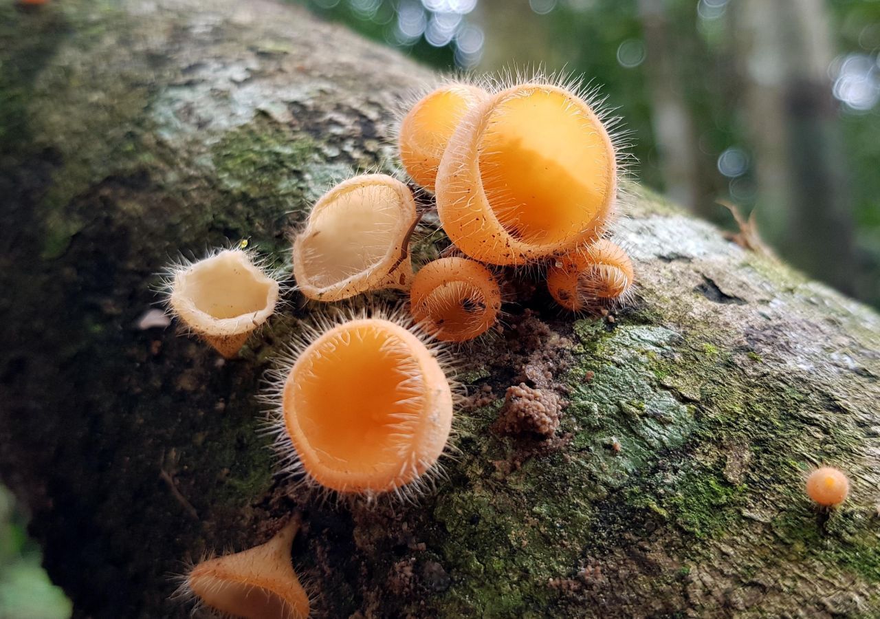 En el corazón del Amazonas: ¡una expedición en busca de las setas más ...
