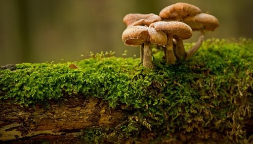 Pilzsuche im Wald: Warum viele Arten besonders nah am Weg wachsen