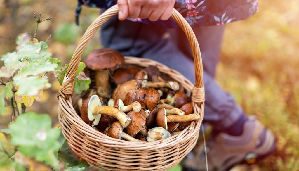 Pilze sammeln sollte gelernt sein. Viele Pilze haben sehr giftige Nachbarn, die bei Menschen große Schaden anrichten können.