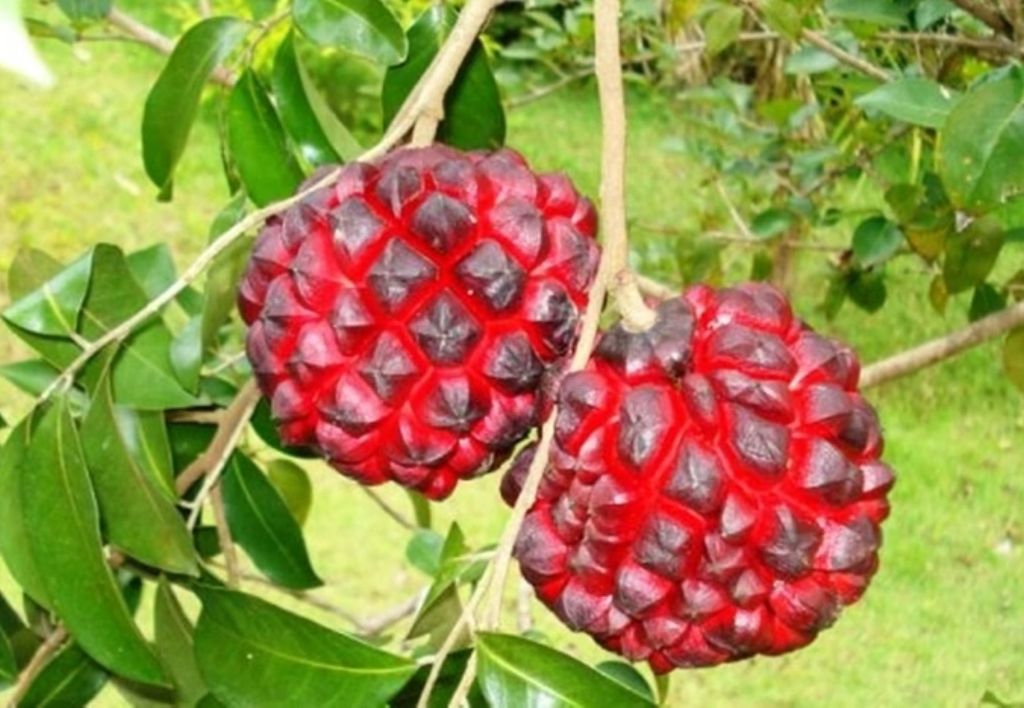 Substâncias da fruta atuam contra inflamações, desordens crônicas e fortalecem a imunidade, além de beneficiar o sistema cardiovascular Substâncias da fruta atuam contra inflamações, desordens crônicas e fortalecem a imunidade, além de beneficiar o sistema cardiovascular