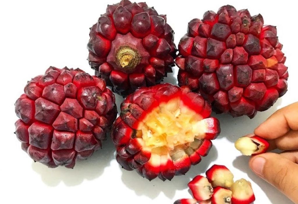 Árvore frutífera de médio porte nativa da Mata Atlântica, produz frutos de aparência incrível e beleza única Árvore frutífera de médio porte nativa da Mata Atlântica, produz frutos de aparência incrível e beleza única