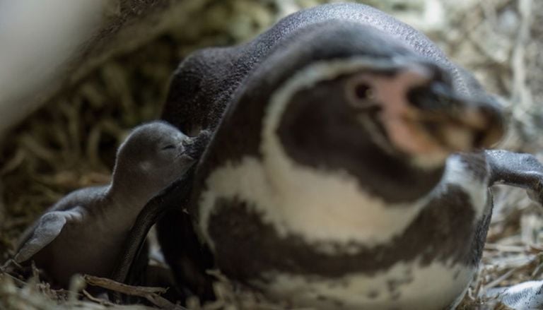 Ping&uuml;ino de Humboldt: la ca&iacute;da que encendi&oacute; una campa&ntilde;a cientifico-ciudadana en Chile