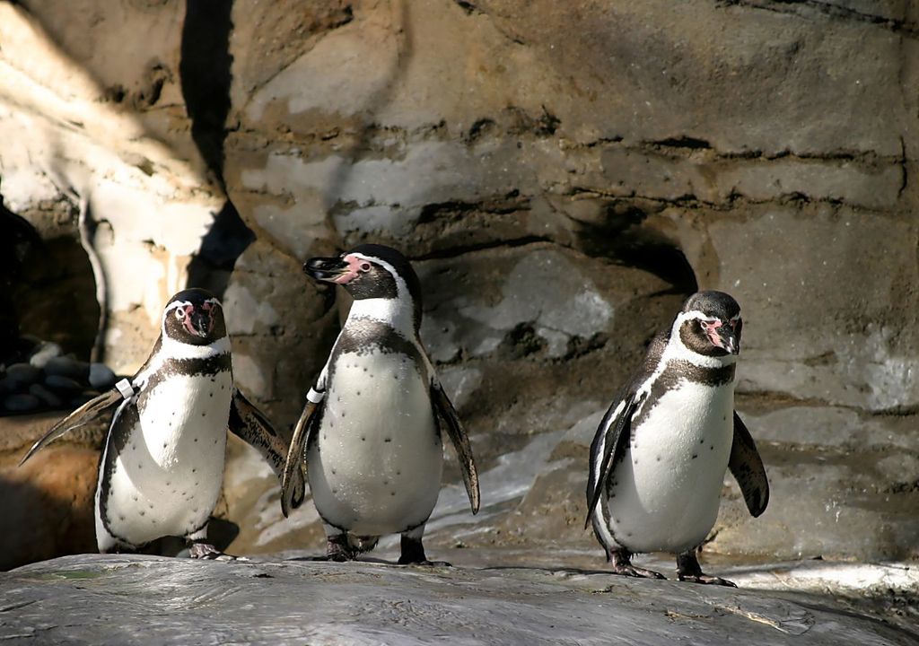 Pingüino de Humboldt