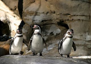 Pingüino de Humboldt y especies únicas de Chile en peligro: más del 70% está en riesgo de extinción