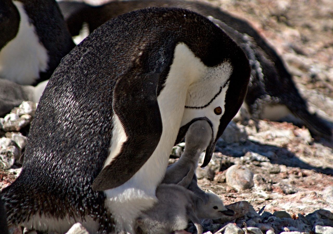 Pinguine schlafen täglich tausende Male für wenige Sekunden